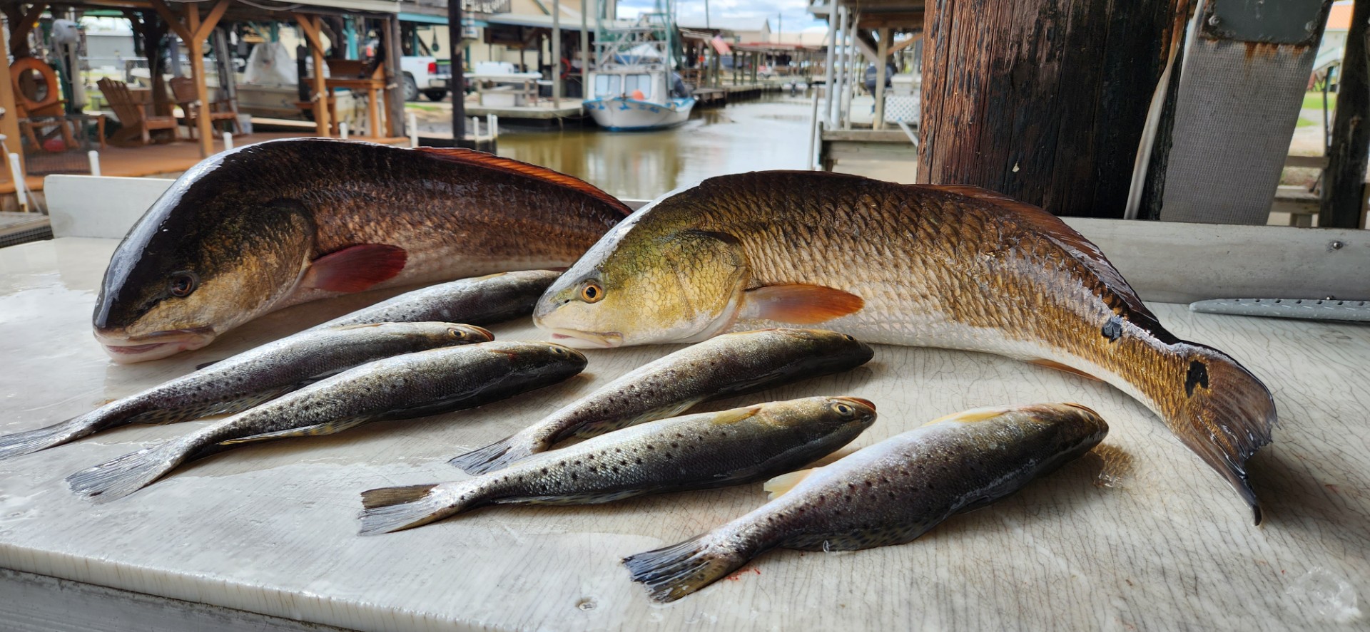The day's haul — a spread of speckled trout and redfish from a BFF fishing trip